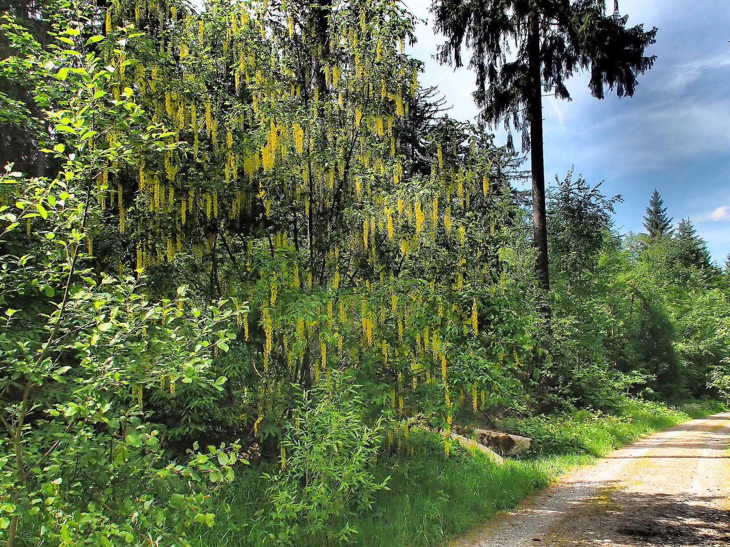 Mitten im Wald