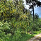 Mitten im Wald