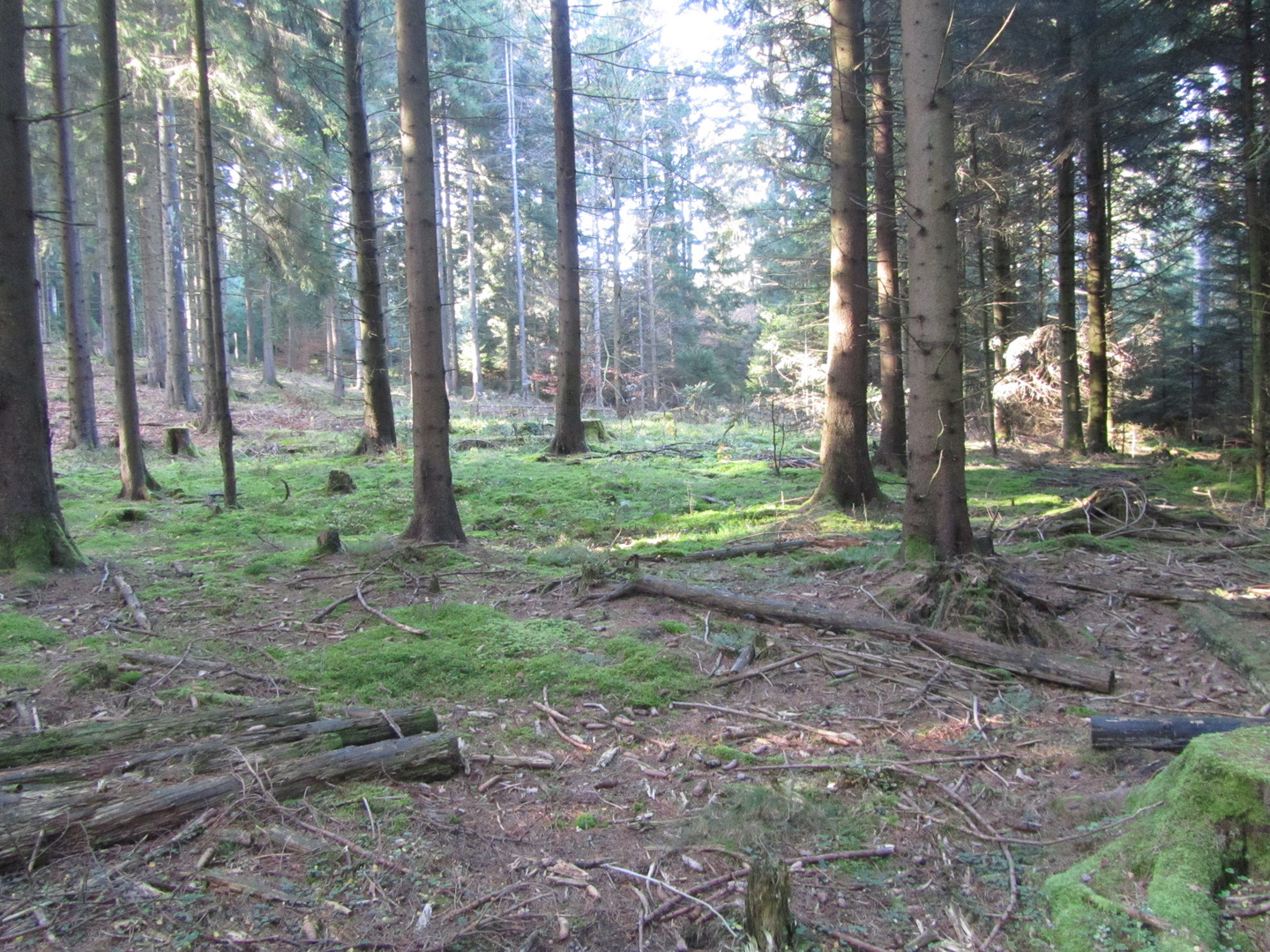 mitten im Wald