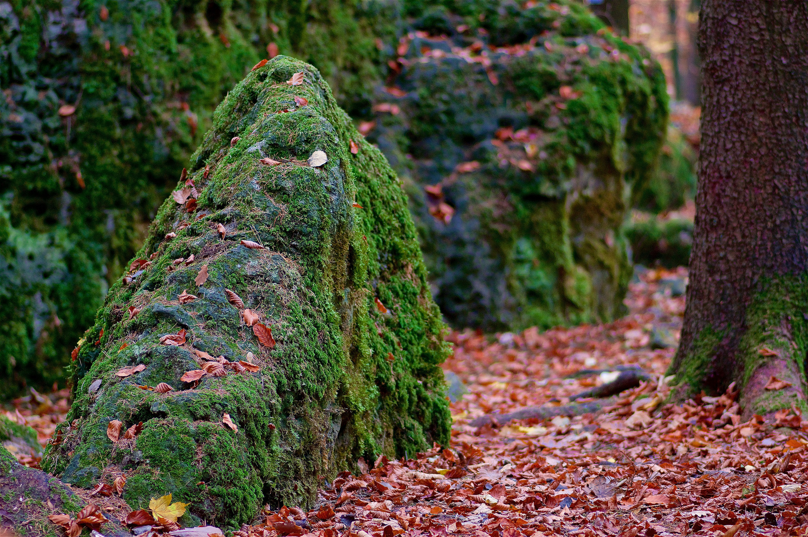 Mitten im Wald ...