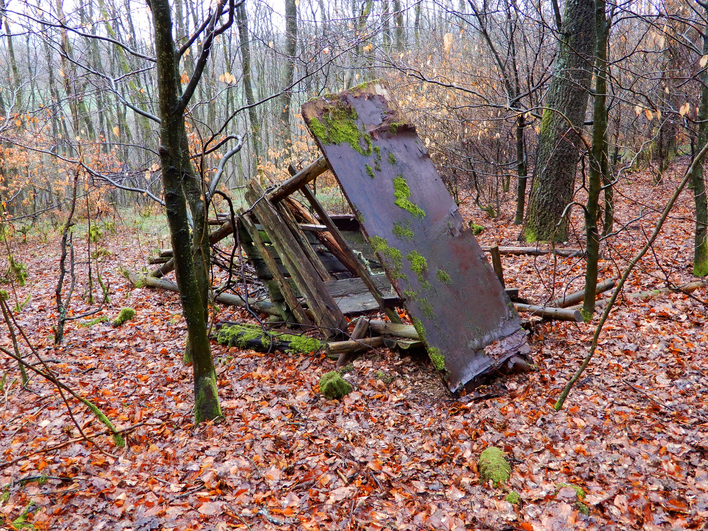 Mitten im Wald - der Fäulnis überlassen