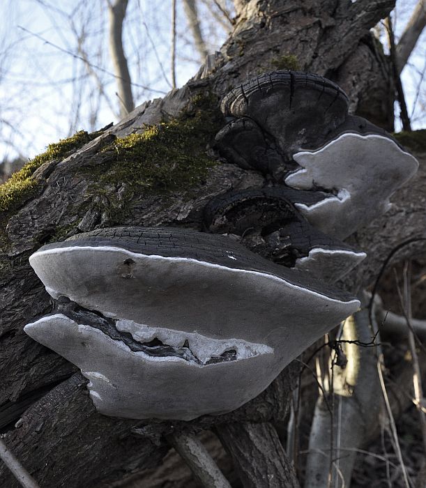 Mitten im Wald der weiße Hai..!