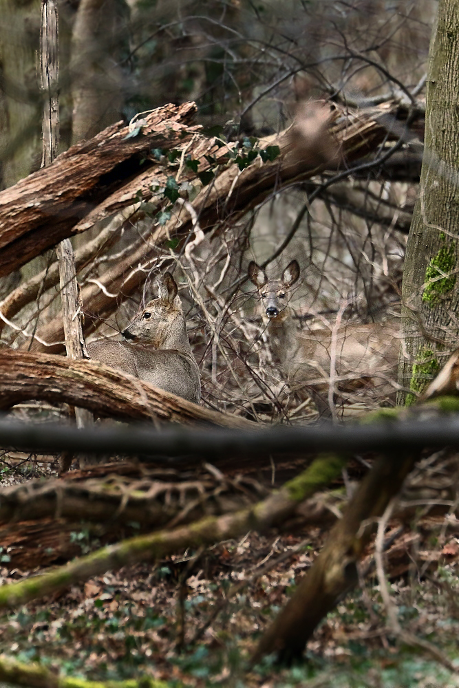 "Mitten im Wald"