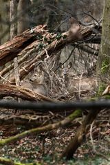 "Mitten im Wald"