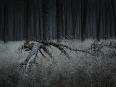 mitten im Wald