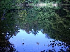 Mitten im Wald