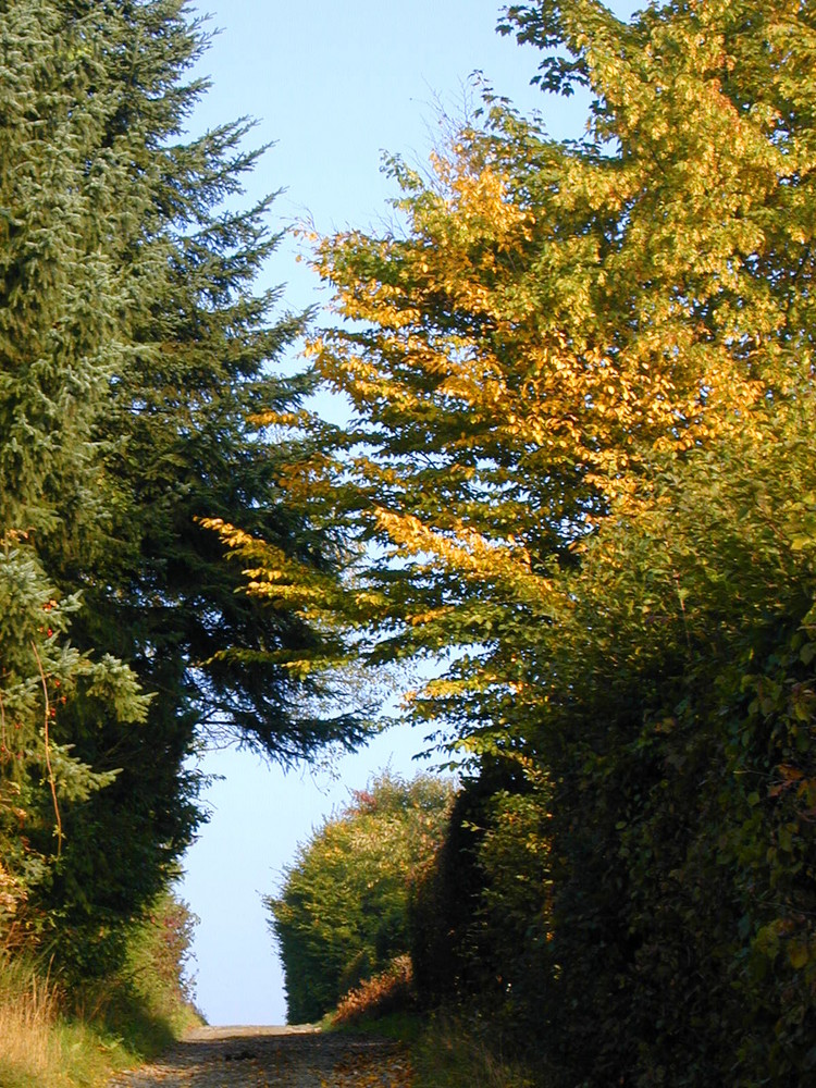 mitten im Wald - ein Tor?