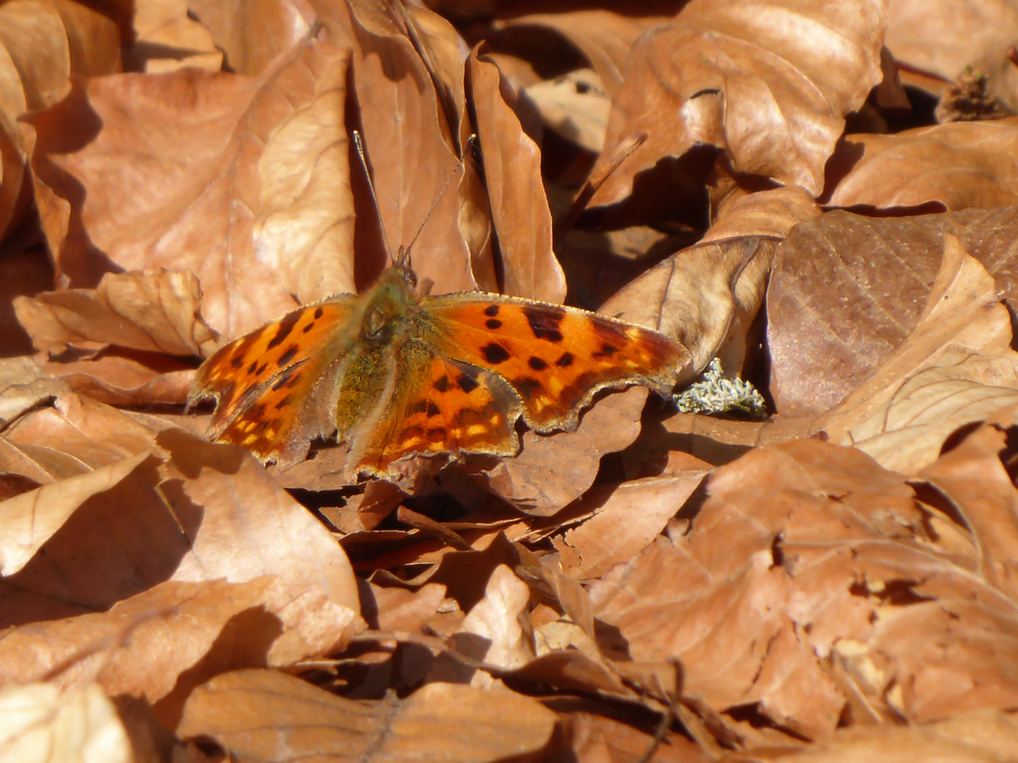 Mitten Im Wald erwischt