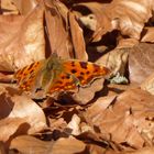 Mitten Im Wald erwischt