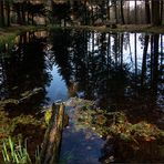 Mitten im Wald