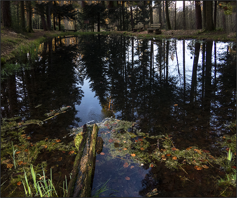 Mitten im Wald