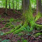 Mitten im Wald