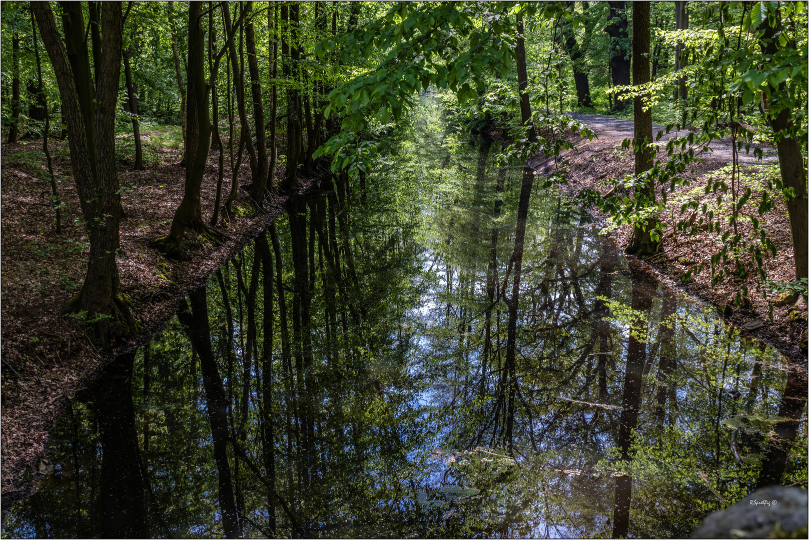 - mitten im Wald -