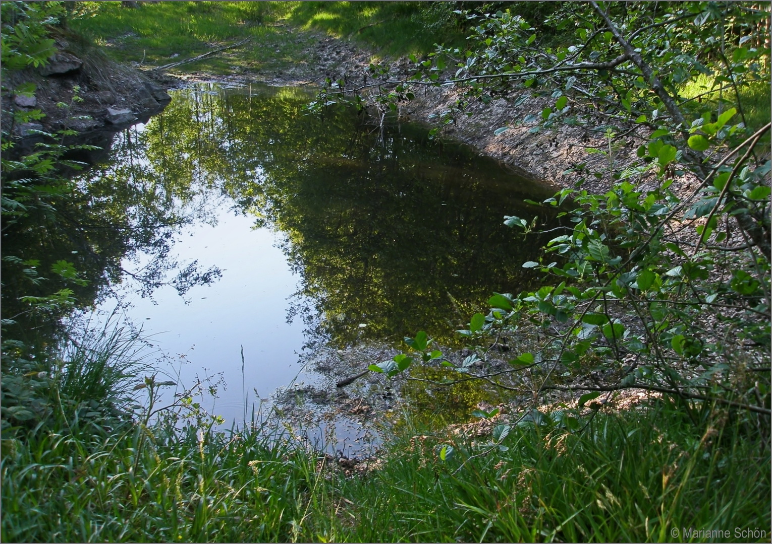 Mitten im Wald fanden wir dieses kleine Biotop...