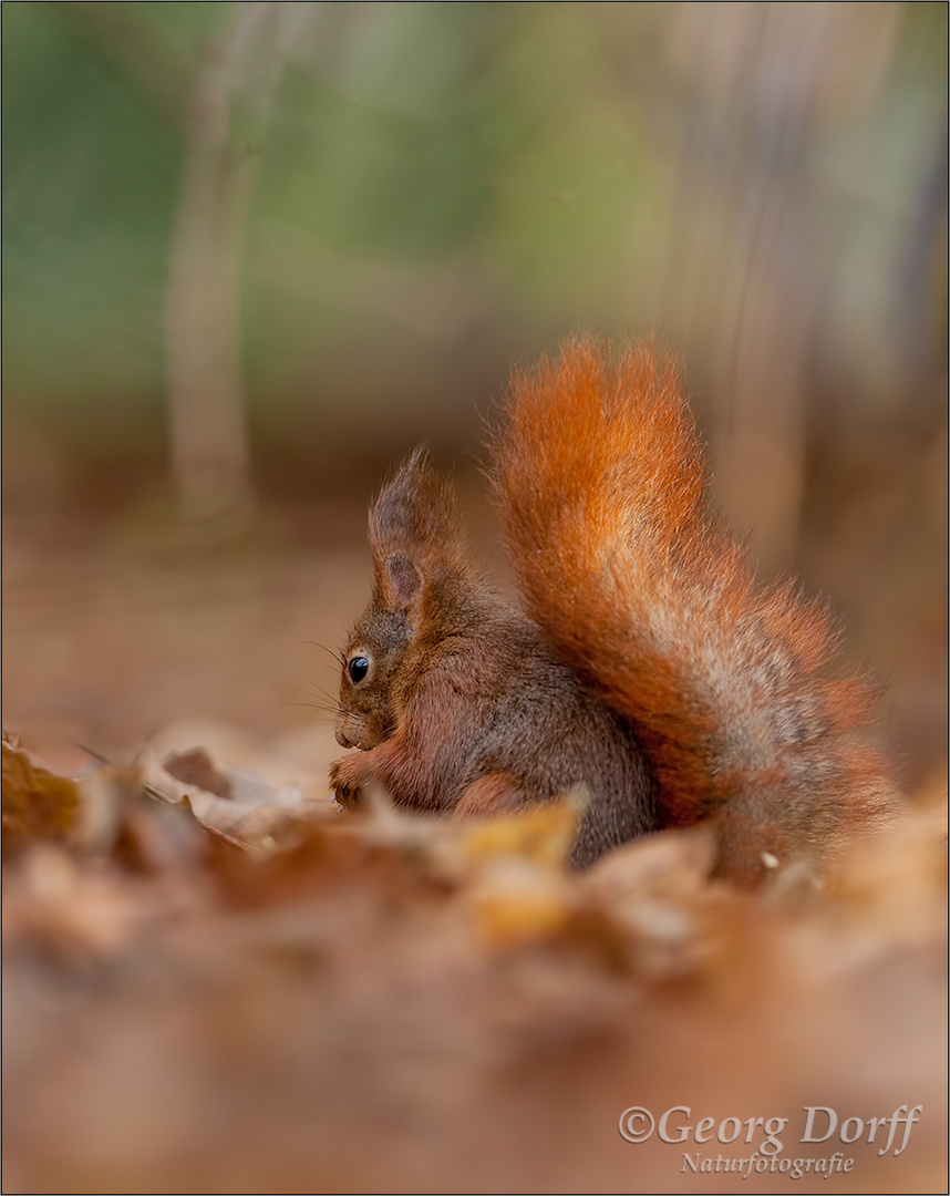 ~ Mitten im Wald II ~