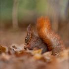 ~ Mitten im Wald II ~