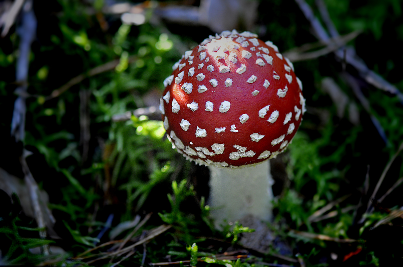 Mitten im Wald II