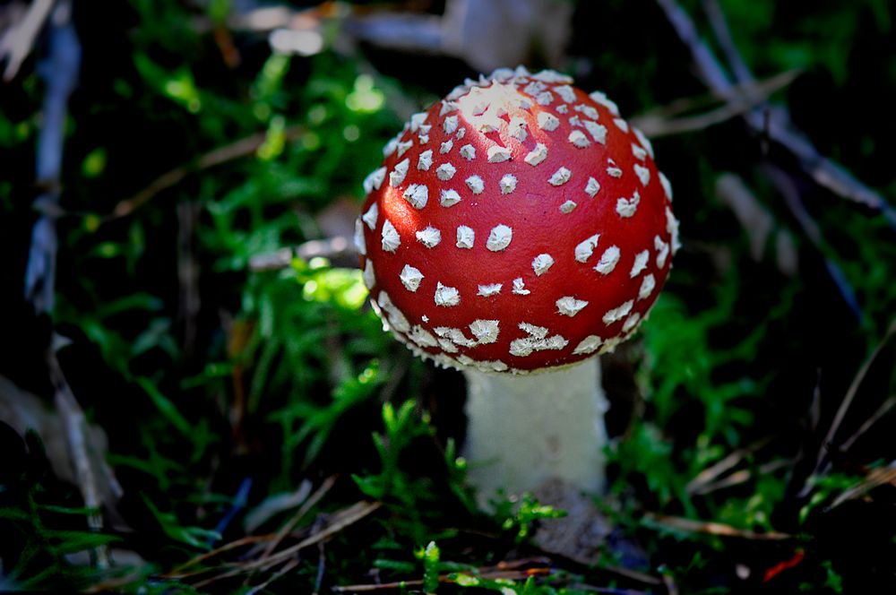 Mitten im Wald II