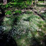 Mitten im Wald in der Nähe vom Niederwaldsdenkmal..