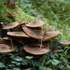 Mitten im Wald, nur beim Spazierengehen