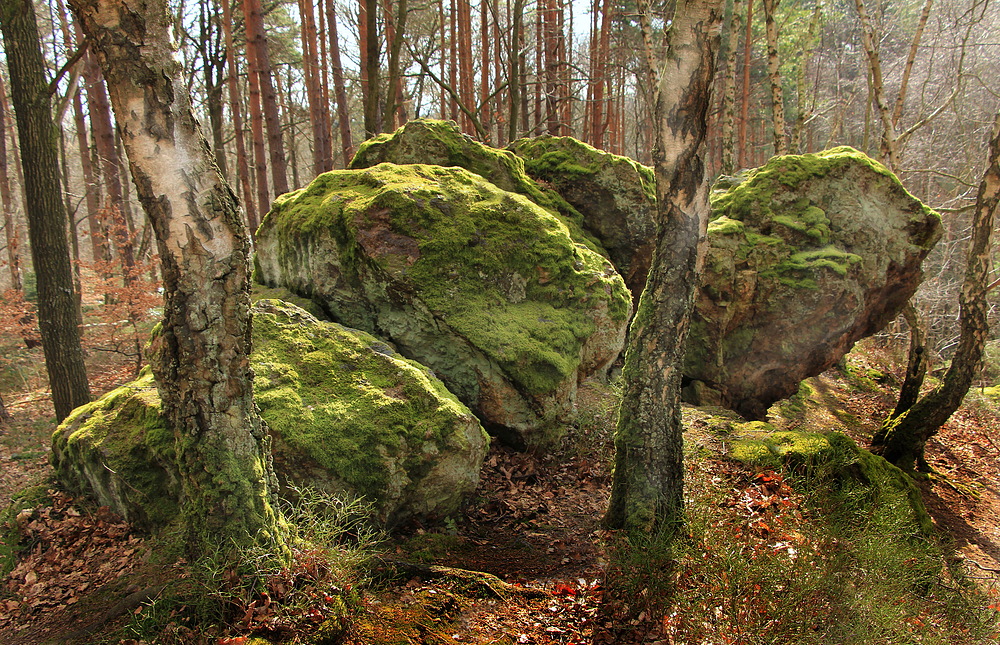 Mitten im Wald - Riesenspielzeug!