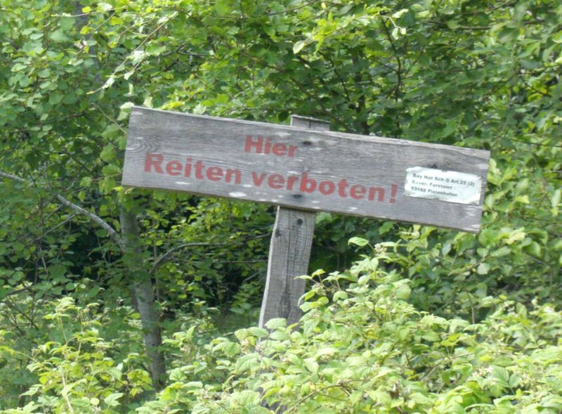 MITTEN im Wald - wir können es nicht lassen