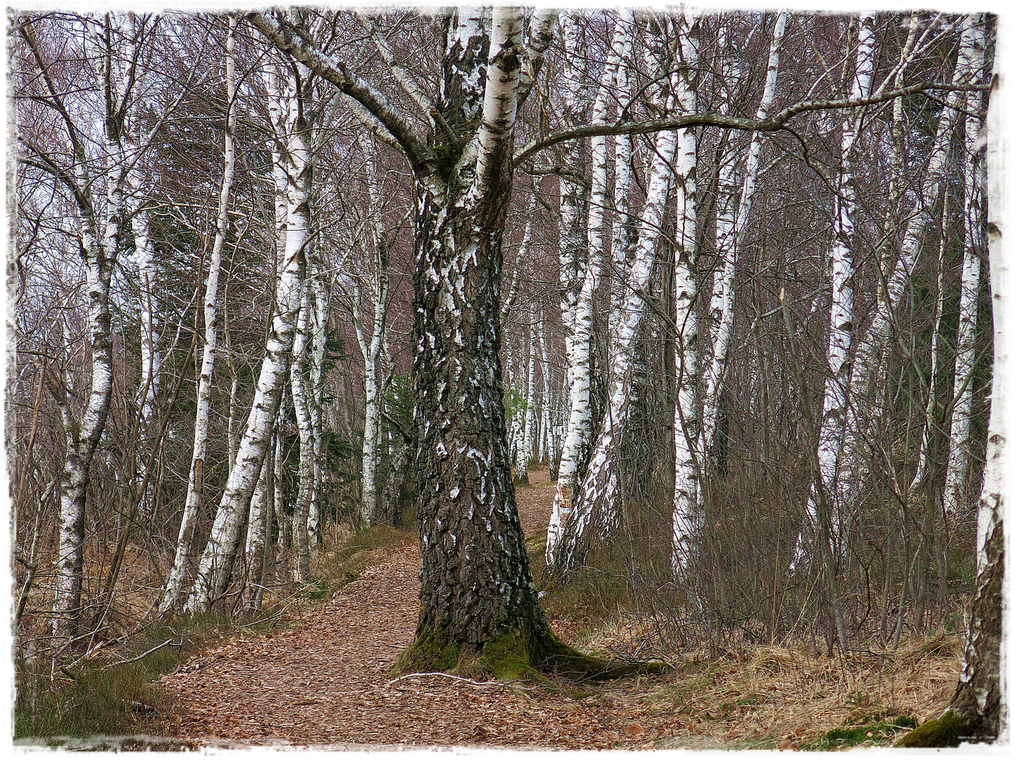 mitten im weg