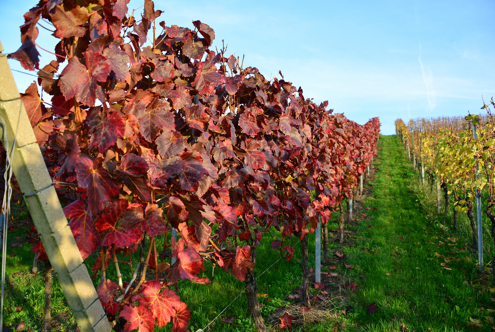 ...mitten im Weinberg