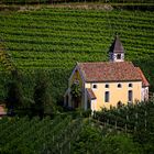 mitten im Weinberg