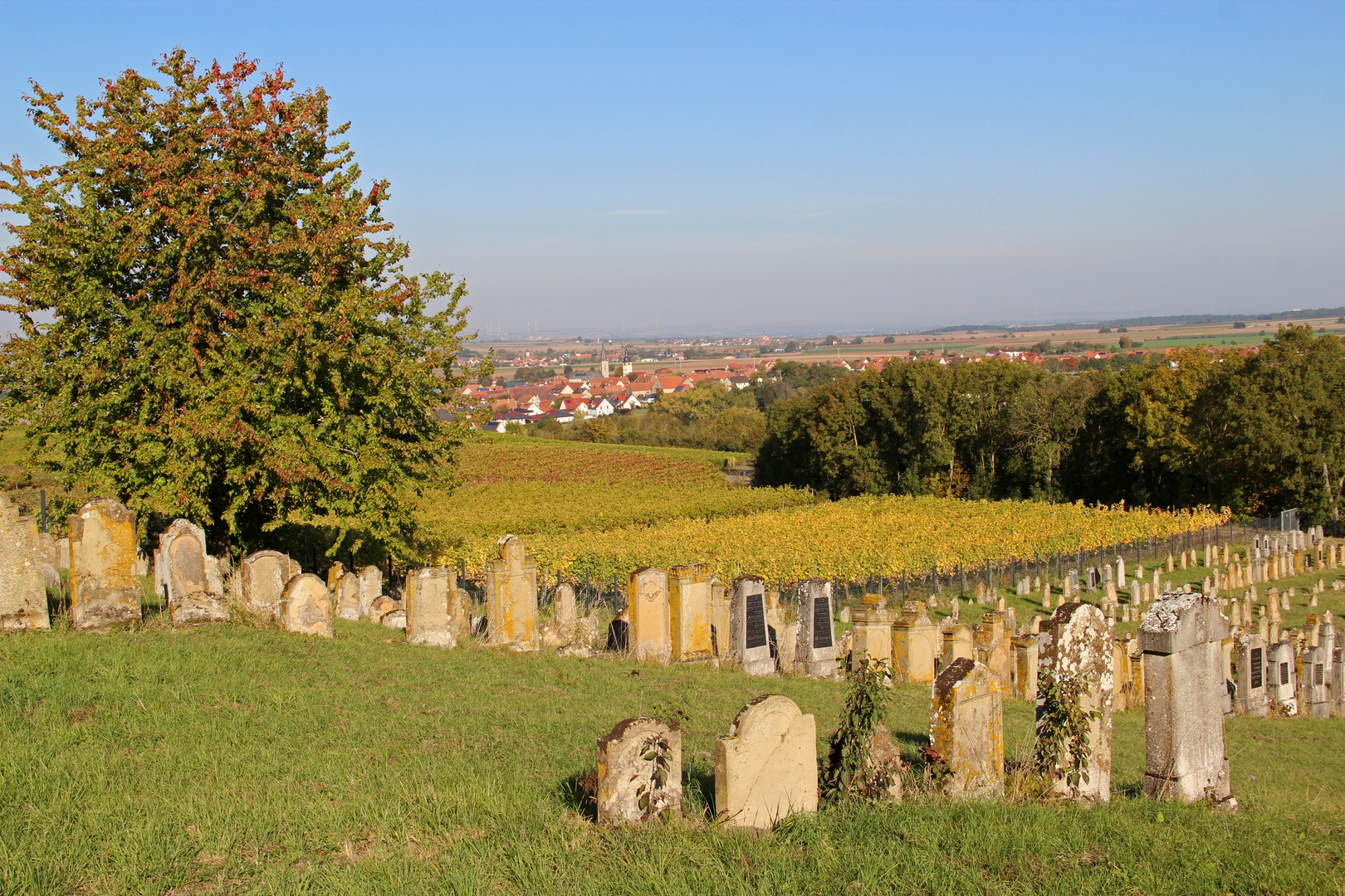 Mitten im Weinberg