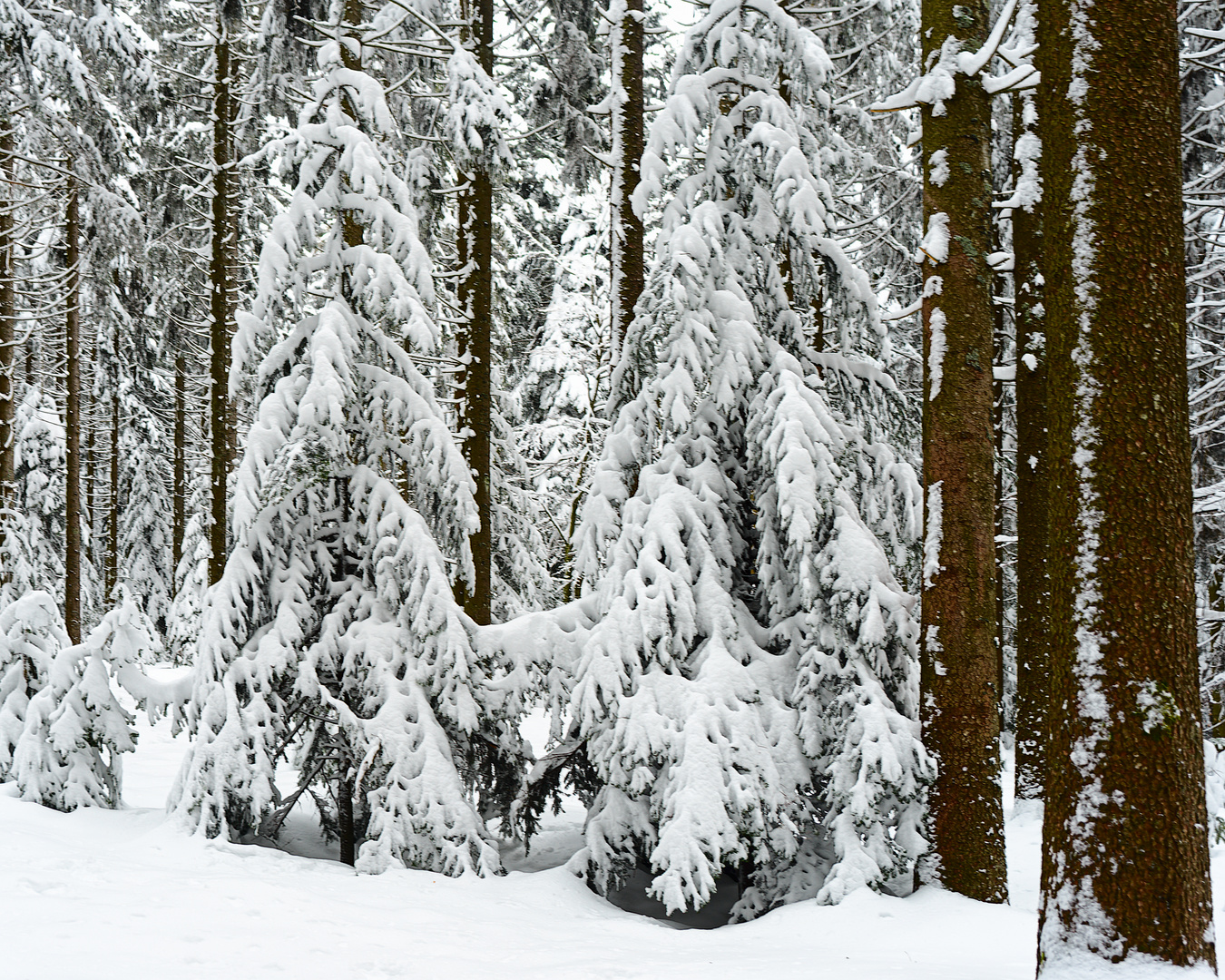 mitten im weißen schwarzen Wald