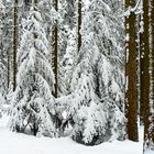 mitten im weißen schwarzen Wald