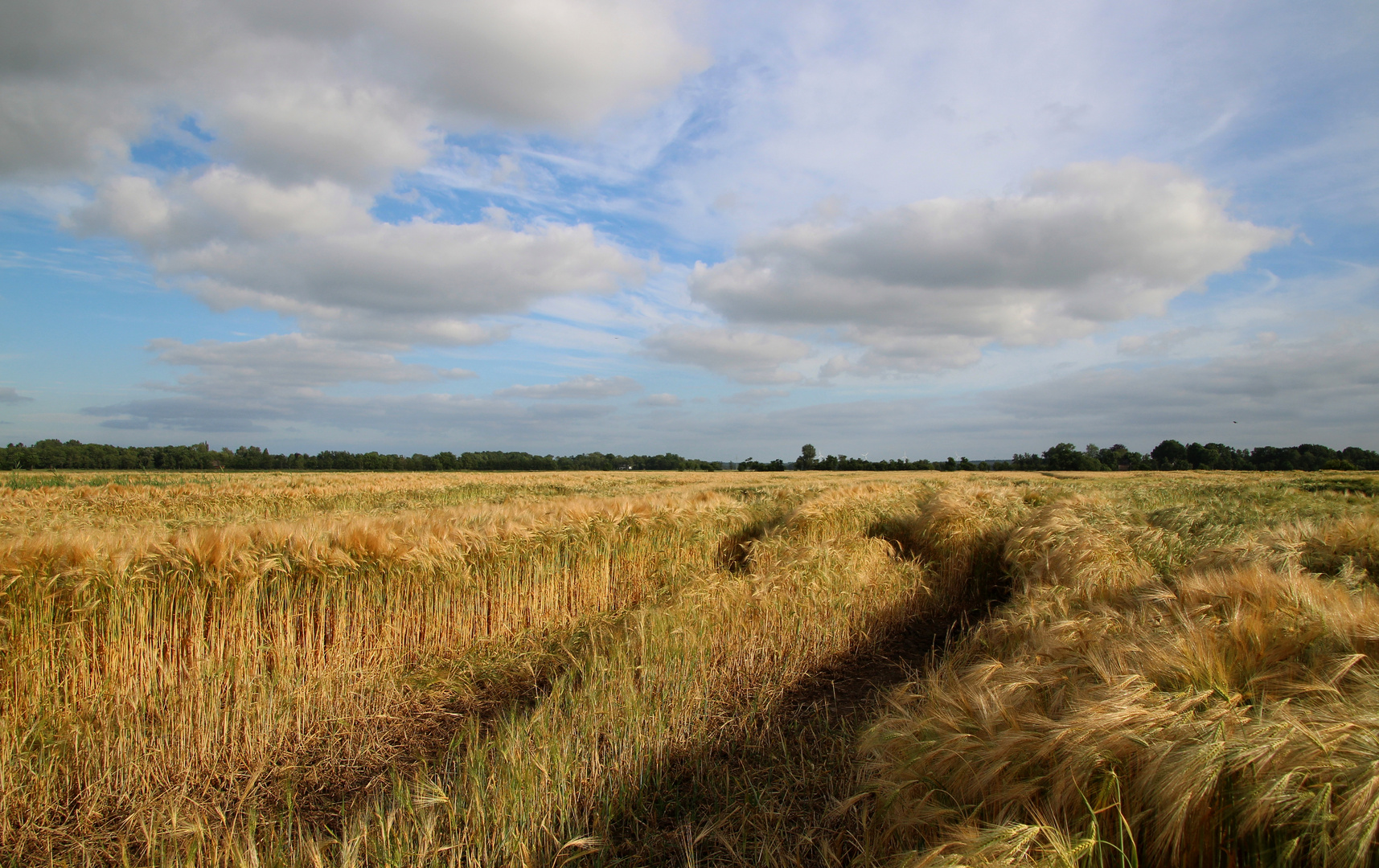  mitten im Weizenfeld  ...