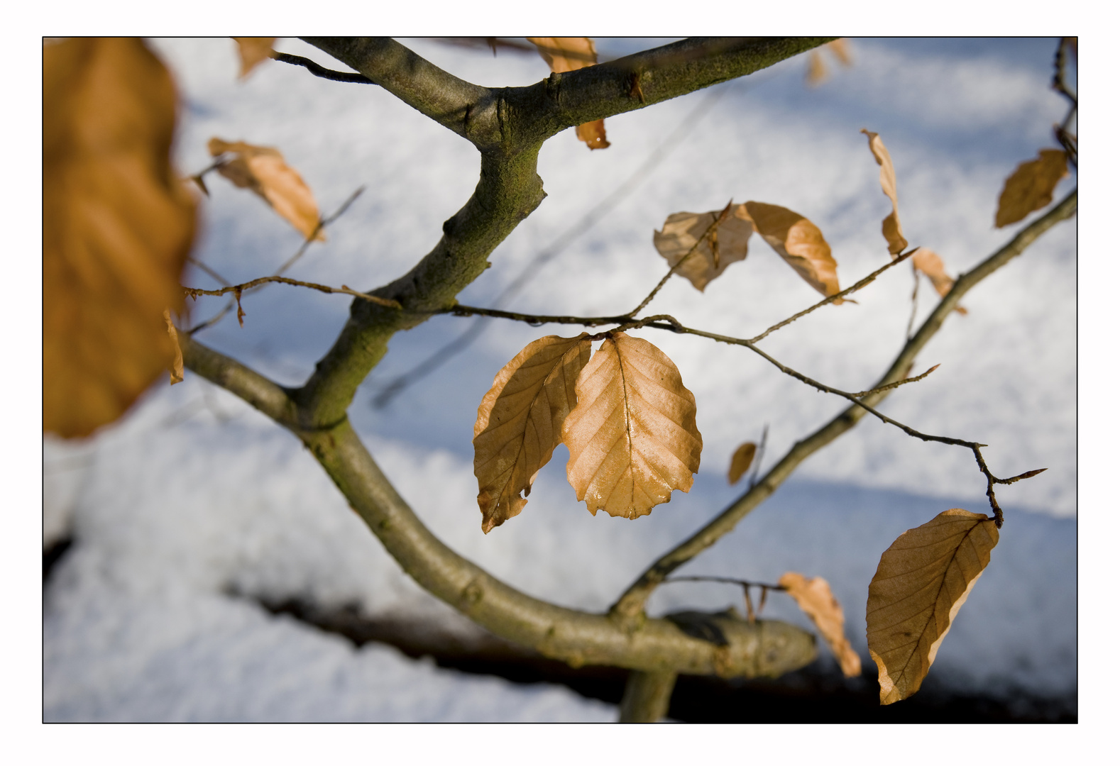 Mitten im Winter