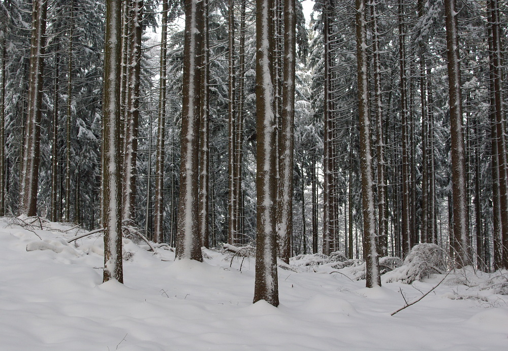 Mitten im Winterwald