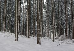 Mitten im Winterwald