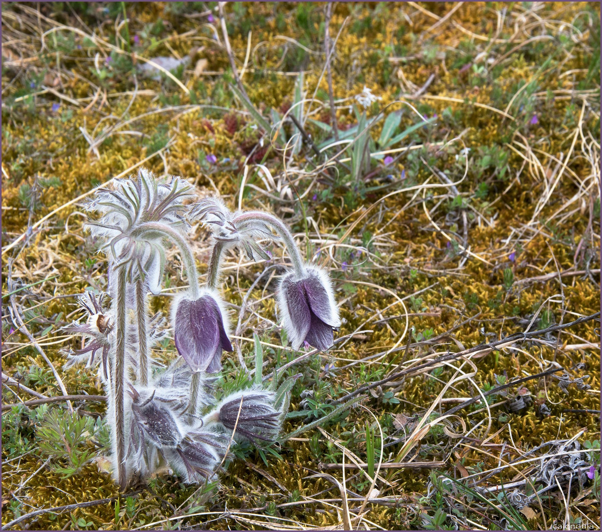 ...mitten in den Dünen....