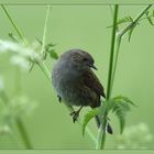 Mitten in den Wiesenkerbel...