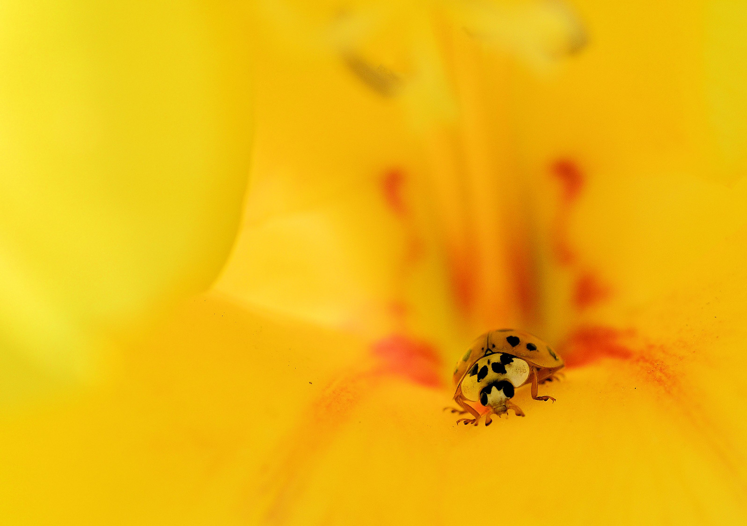 Mitten in der Blüte