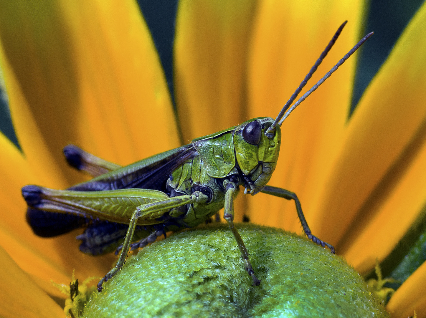 mitten in der Blüte