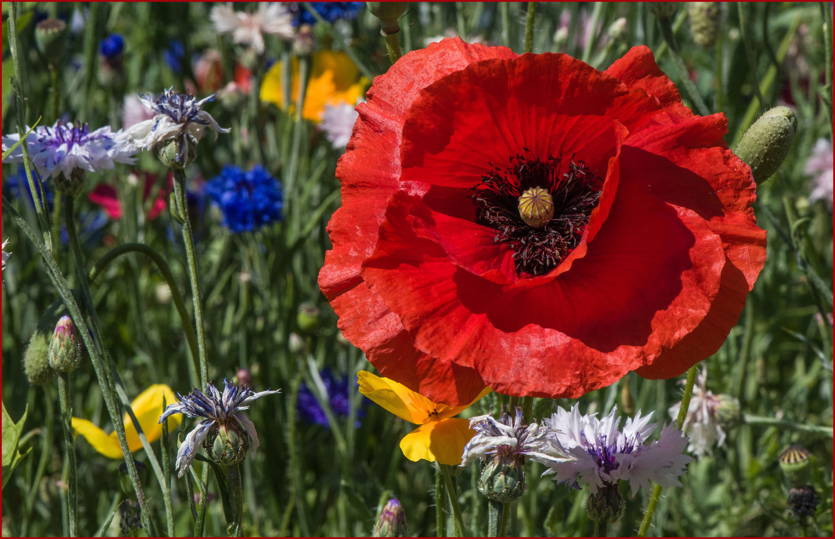 Mitten in der Blumenwiese