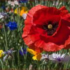 Mitten in der Blumenwiese