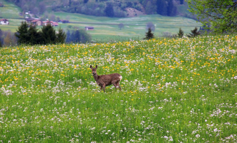 Mitten in der Blumenwiese