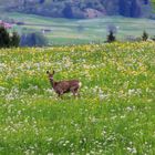 Mitten in der Blumenwiese