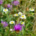 Mitten in der Blumenwiese     ( Mittwochsblümchen)