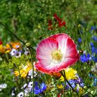 Mitten in der Blumenwiese     ( Mittwochsblümchen)