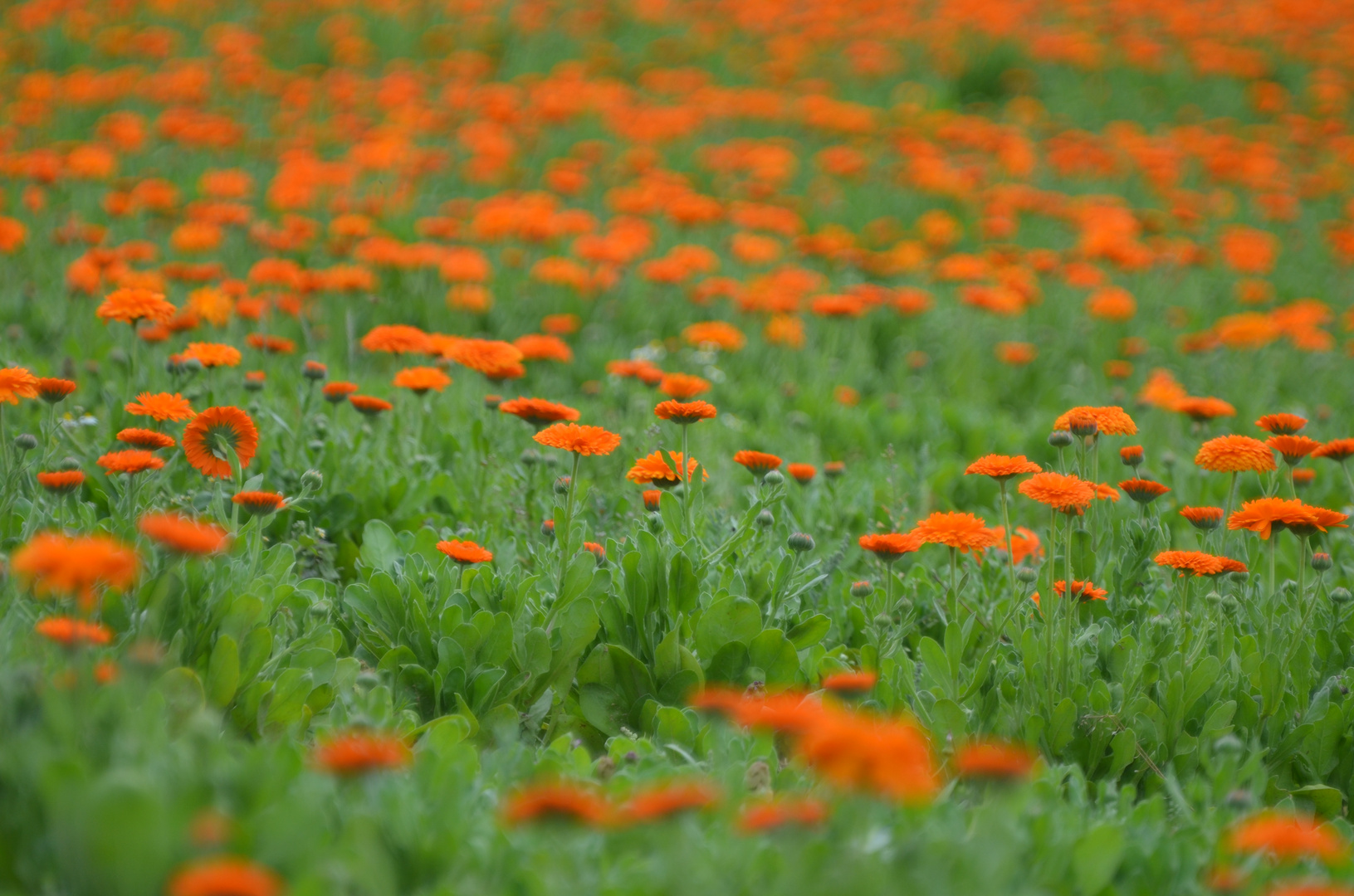 Mitten in der Calendulawiese