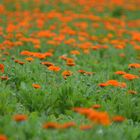 Mitten in der Calendulawiese