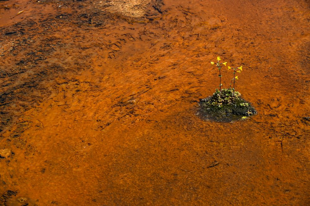 Mitten in der feindlichen Umgebung              DSC_4047-2