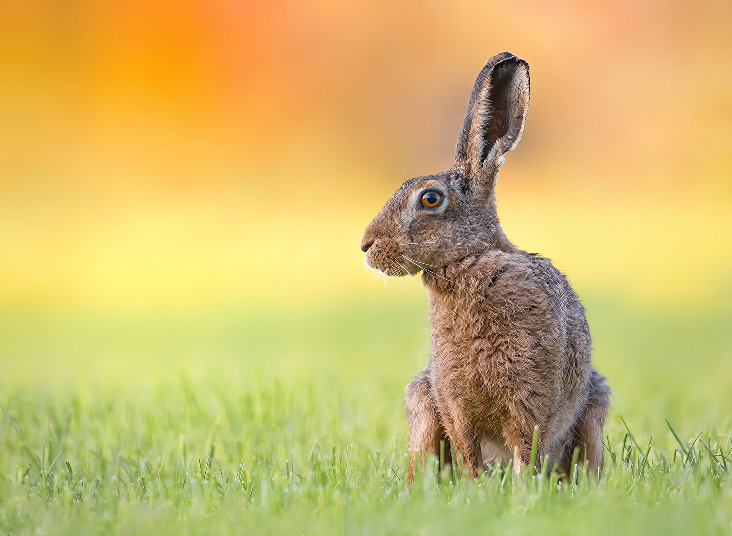 Mitten in der Frühlingswiese